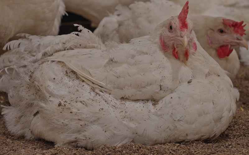 Greenfarm sfeerimpressie 6