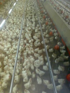Foto van de kippenfarm